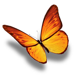 schmetterling